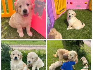 Golden Retriever dogs READY NOW! QUALITY KC REG CHUNKY GOLDEN RETRIEVERS - Advert 18