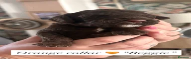 Cockapoo 2