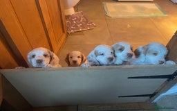 Clumber Spaniel dogs for sale: KC Working Clumber Spaniel - 2 boys available  - Image 14