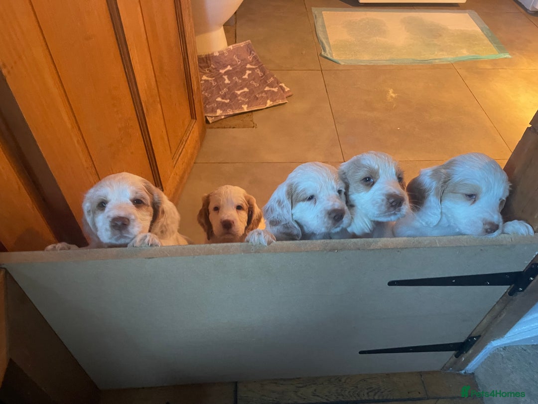 Clumber Spaniel dogs for sale: KC Working Clumber Spaniel - 2 boys available  - Image 14