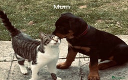Domestic Shorthair cats for sale: 4 kittens for sale  - Image 2