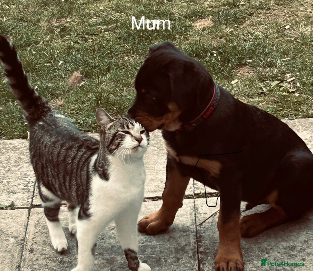 Domestic Shorthair cats for sale: 4 kittens for sale  - Image 2