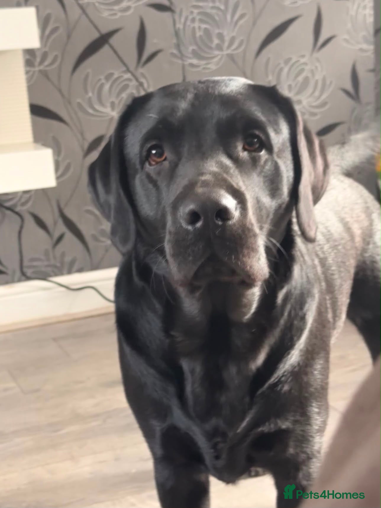 Labrador Retriever dogs Black labardor male  - Advert 14