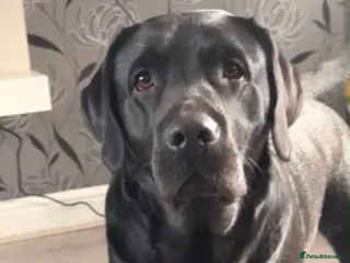 Labrador Retriever dogs Black labardor male - Advert 1