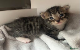 Domestic Shorthair cats for sale: Domestic shorthair - Image 5