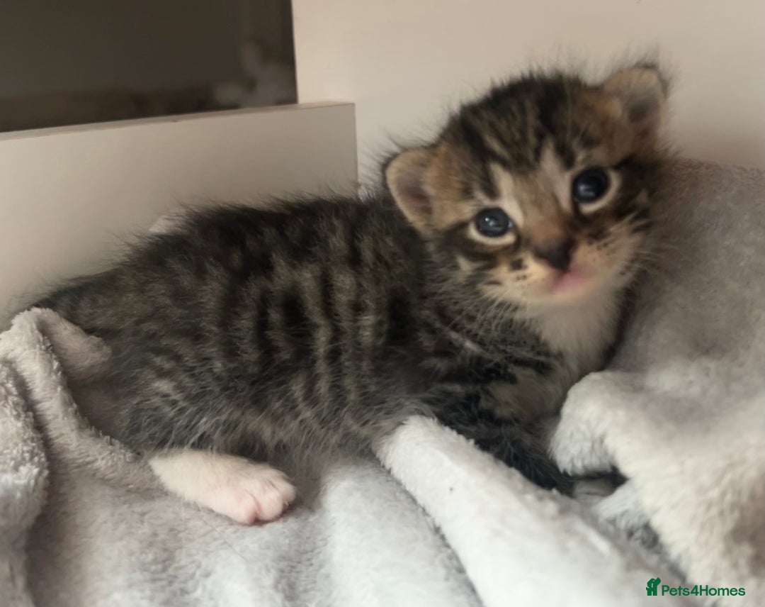 Domestic Shorthair cats for sale: Domestic shorthair - Image 5
