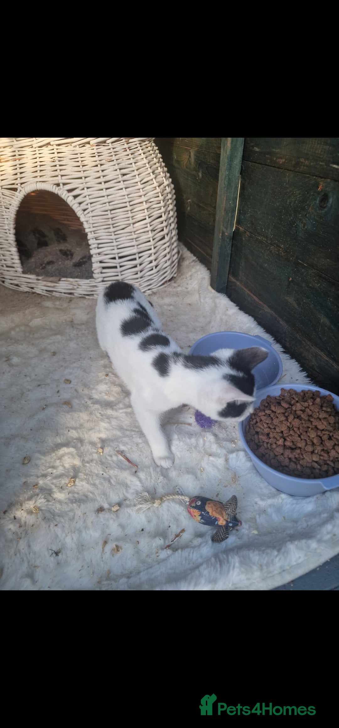 Mixed Breed cats for sale: Beautiful kittens for sale  - Advert 8