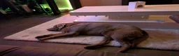 Labrador Retriever dogs for sale: For a good home in Witham - Advert 3