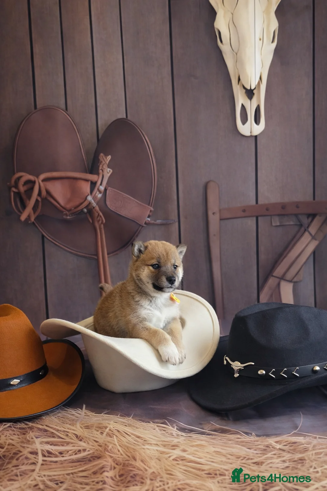 Japanese Shiba Inu dogs for sale: Outstanding Japanese Shiba Inu - Advert 24