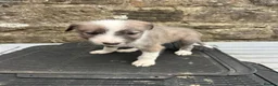 Lurcher dogs for sale: Bedlington whippet lurcher pups - Advert 9