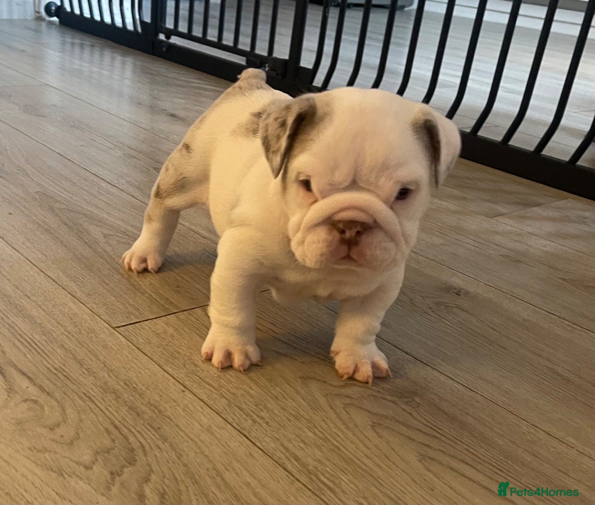 English Bulldog dogs ⭐️✨ Fluffy carrier English Bulldogs - L1 Gene ⭐️✨ - Advert 2
