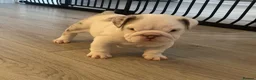 English Bulldog dogs for sale: ⭐️✨ English Bulldogs - KC Registered ⭐️✨ - Advert 9
