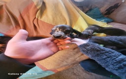 Dachshund dogs for sale: Standard dachshund pups - Image 2