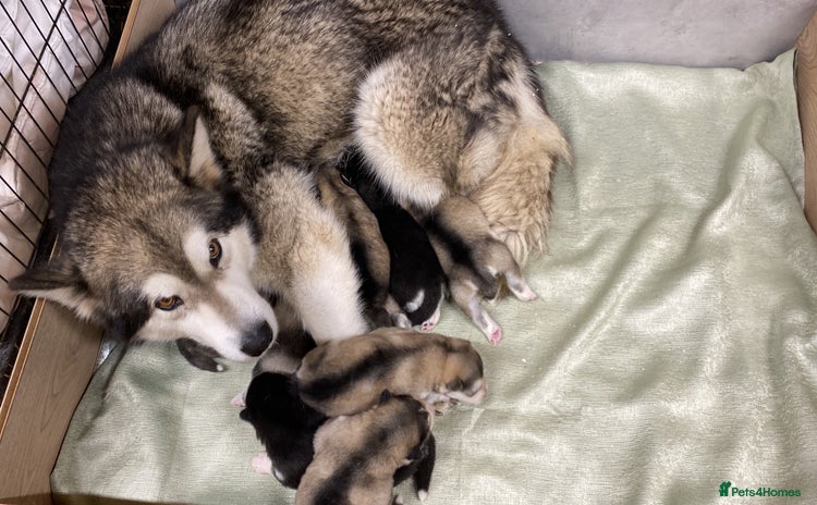 Alaskan Malamute dogs - Advert 1