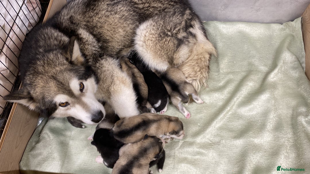 Alaskan Malamute dogs for sale: Pure breed Alaskan malamute puppies - Image 1