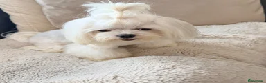 Maltese 1