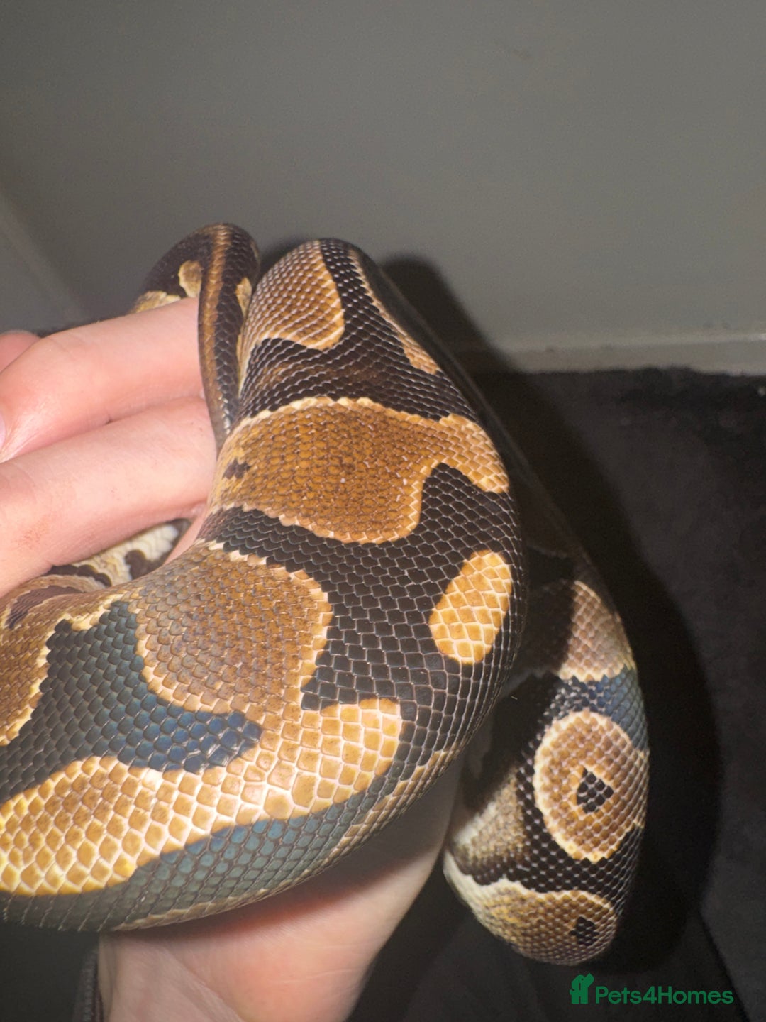 Snake reptiles for sale: Royal ball python ( orange dream) - Advert 3