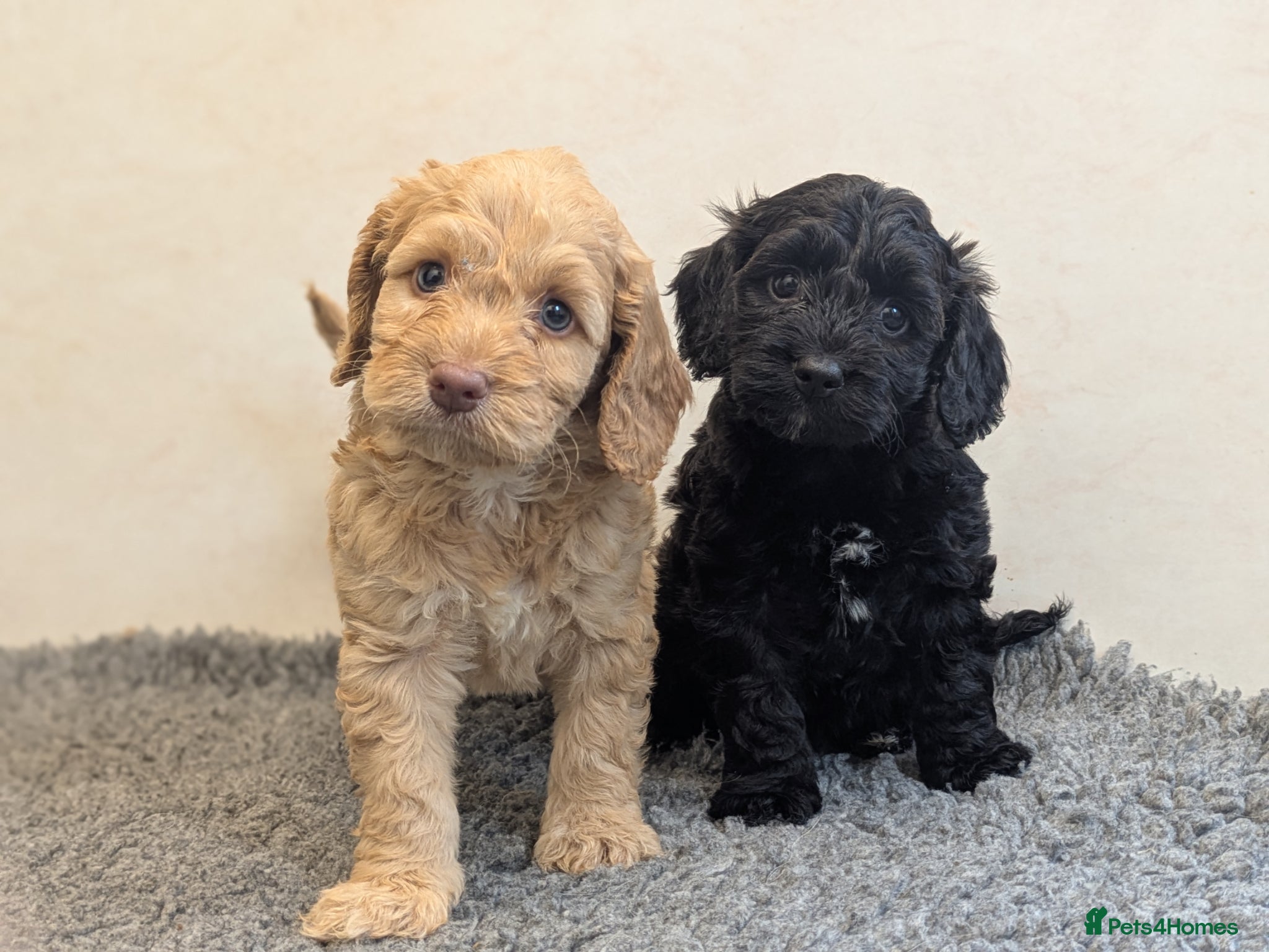 Cockapoo dogs F1 Miniature Cockapoos, Health Tested Parents - Advert 1