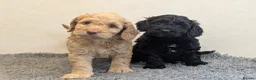 Cockapoo dogs for sale: F1 Miniature Cockapoos, Health Tested Parents - Advert 4