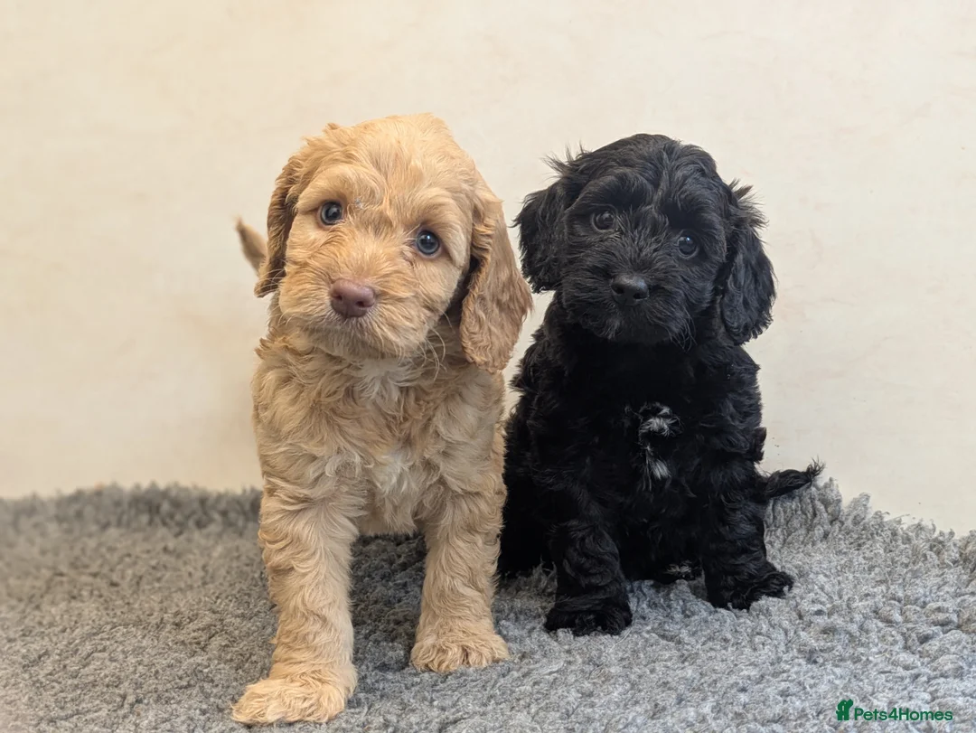 Cockapoo dogs for sale: F1 Miniature Cockapoos, Health Tested Parents - Advert 1