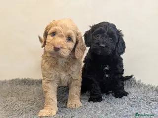 Cockapoo dogs for sale: F1 Miniature Cockapoos, Health Tested Parents - Advert 1