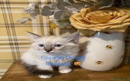 Ragdoll cats for sale: GCCF Registered Ragdolls  - Image 3