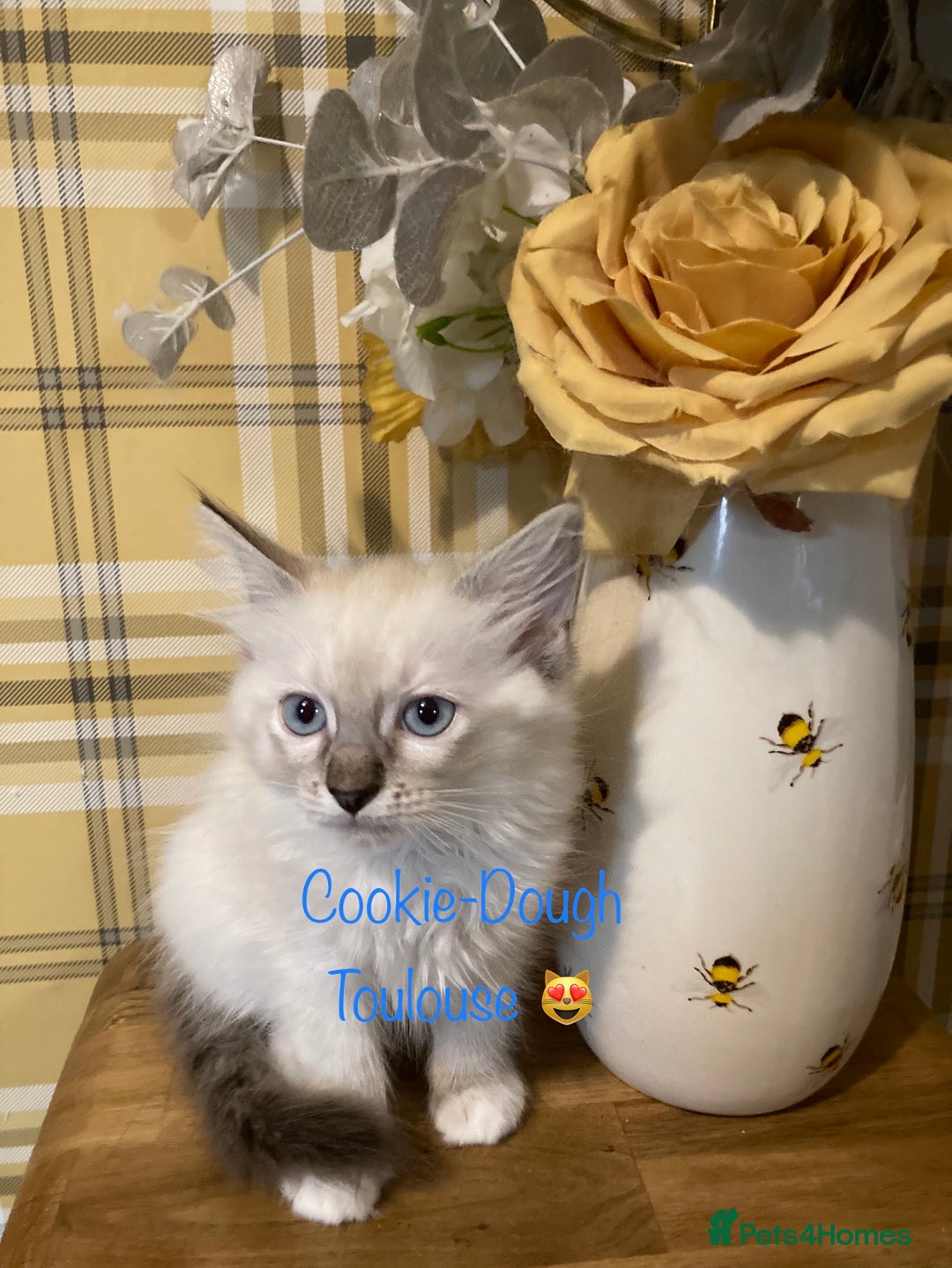 Ragdoll cats for sale: GCCF Registered Ragdolls  - Image 3