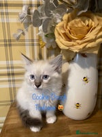 Ragdoll cats - Advert 6