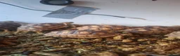 Tortoise reptiles for sale: Sulcata tortoise babies in Norwich - Advert 8