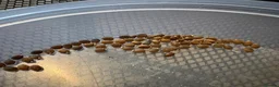 Stick Insects invertebrates for sale: Indian Stick Insect Eggs  in Hereford - Advert 1