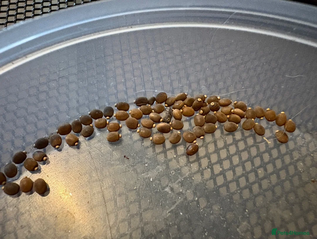 Stick Insects invertebrates for sale: Indian Stick Insect Eggs  in Hereford - Advert 1