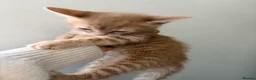 Mixed Breed cats for sale: 🐾 Beautiful Kittens Looking for Loving Homes! 🐾 - Advert 9