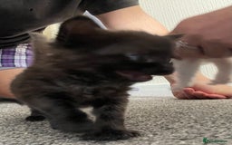 Mixed Breed cats for sale: Mixed grey kittens  - Image 19