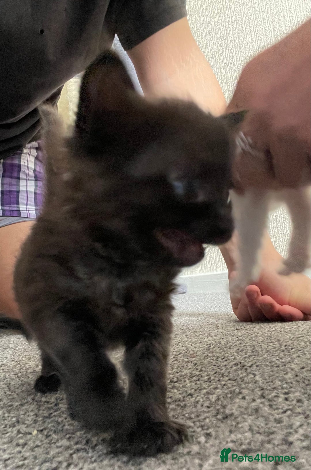 Mixed Breed cats for sale: Mixed grey kittens  - Image 19