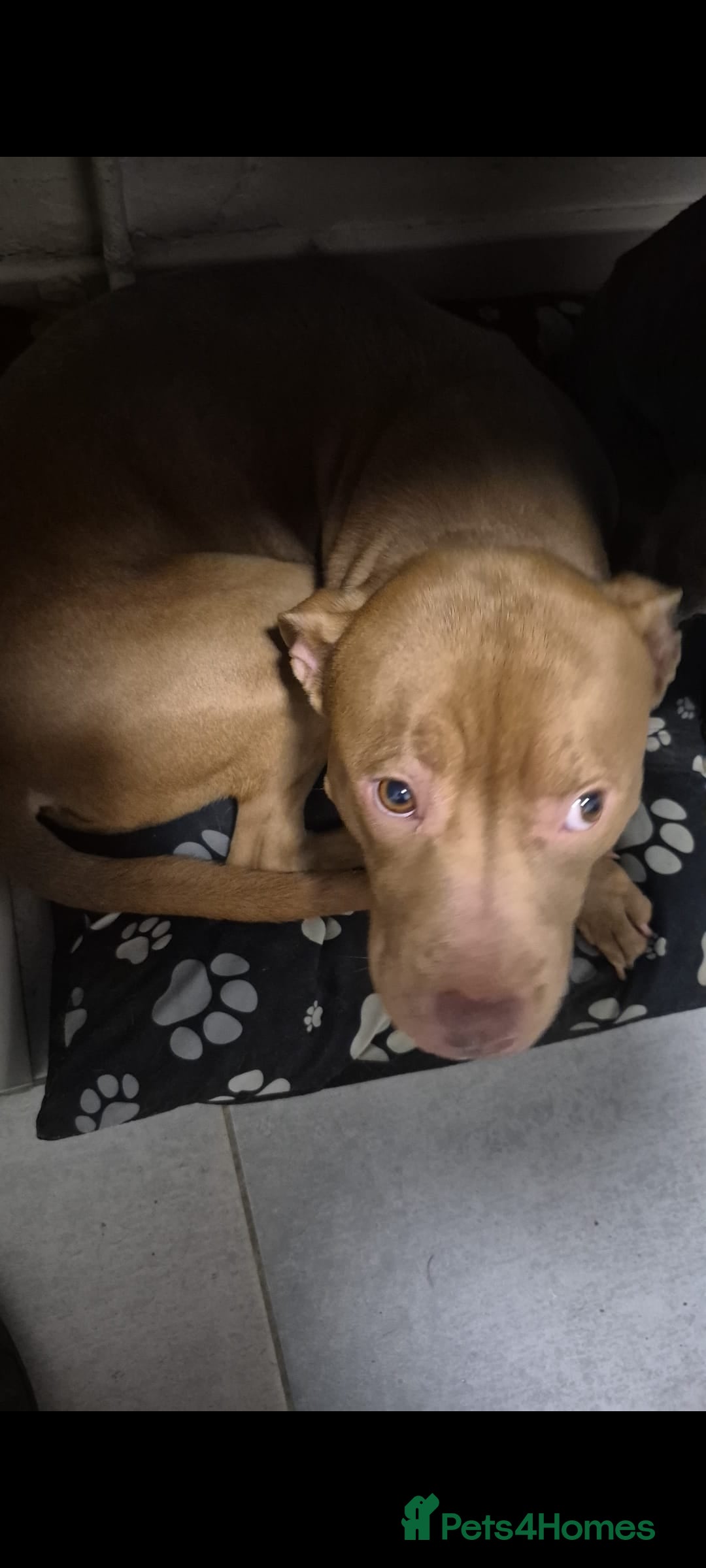 Staffordshire Bull Terrier dogs Staffordshire bull terrier - Advert 4