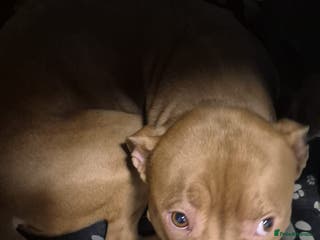 Staffordshire Bull Terrier dogs Staffordshire bull terrier - Advert 6