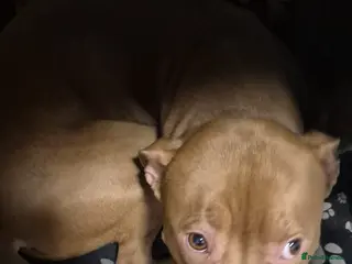 Staffordshire Bull Terrier dogs Staffordshire bull terrier - Advert 18