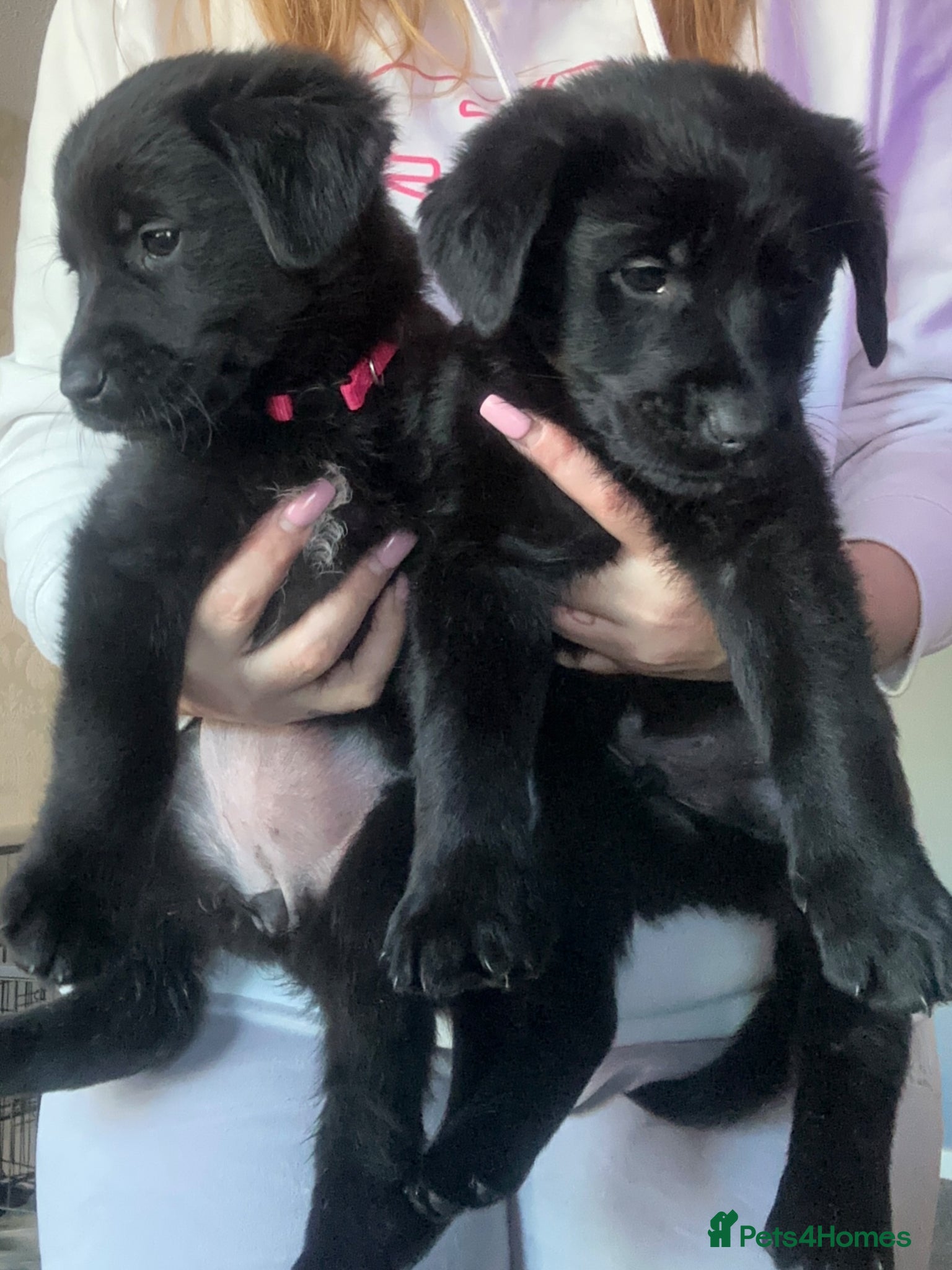 Golden Shepherd dogs 1 boy & 1 girl left 🌸🐾 Golden Shepherd Puppies  - Advert 2
