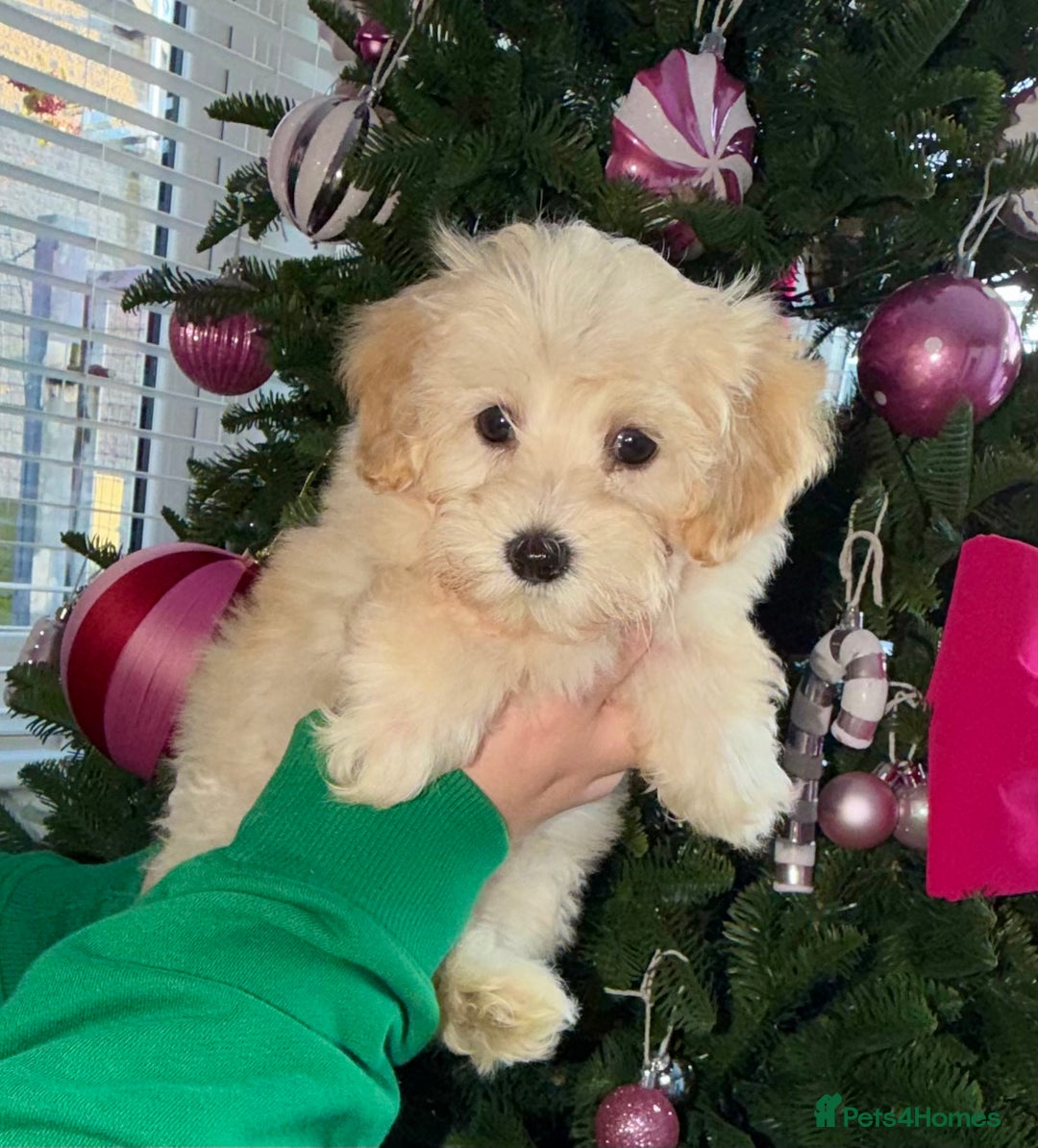 Maltipoo dogs for sale: F1 tiny Maltipoo Puppies 2 girls remaining!! - Advert 2