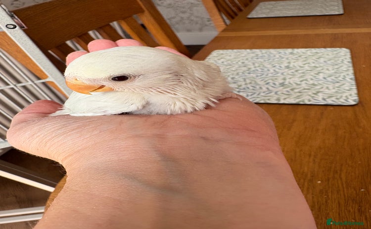 Lovebirds birds - Advert 4