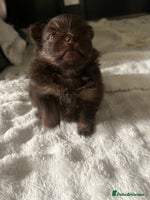 Pomeranian dogs - Advert 1