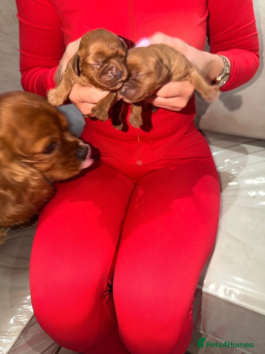 Cavalier King Charles Spaniel dogs for sale: Ruby red King Charles Cavalier - Advert 2
