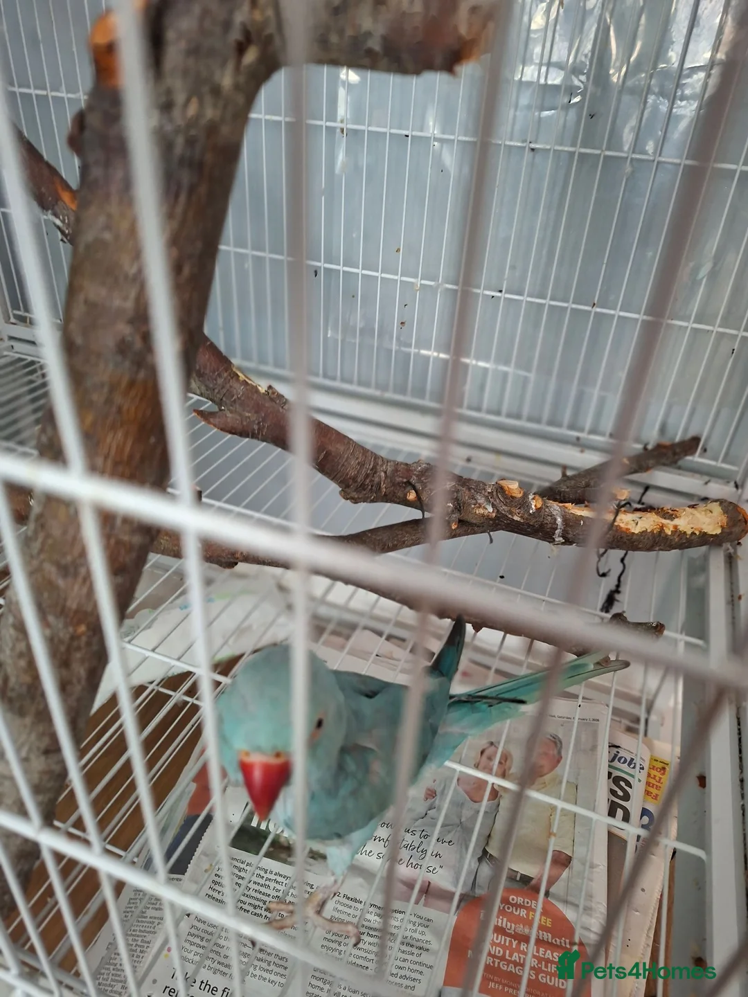 Ringnecks birds for sale: Female ringneck blue parakeet  in Swanley - Advert 2