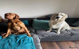 Golden Retriever dogs for stud: KC English Cream Golden Retriever Stud - Image 15