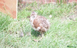 Quail poultry for sale: Jumbo Quail. Big Birds, Great Layers, Colours !!! - Image 12