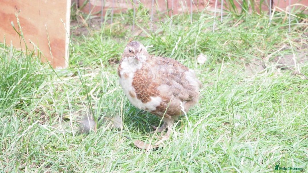 Quail poultry for sale: Jumbo Quail. Big Birds, Great Layers, Colours !!! - Image 12