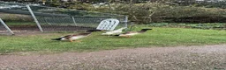 Ducks poultry for sale: 14 Indian Runner Duck Flock Looking for a New Home in Hereford - Advert 4