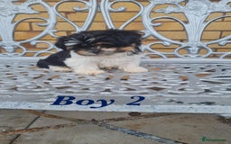 Shorkie dogs for sale: 4 beautiful shorkie pups fully vaccinated  - Image 8