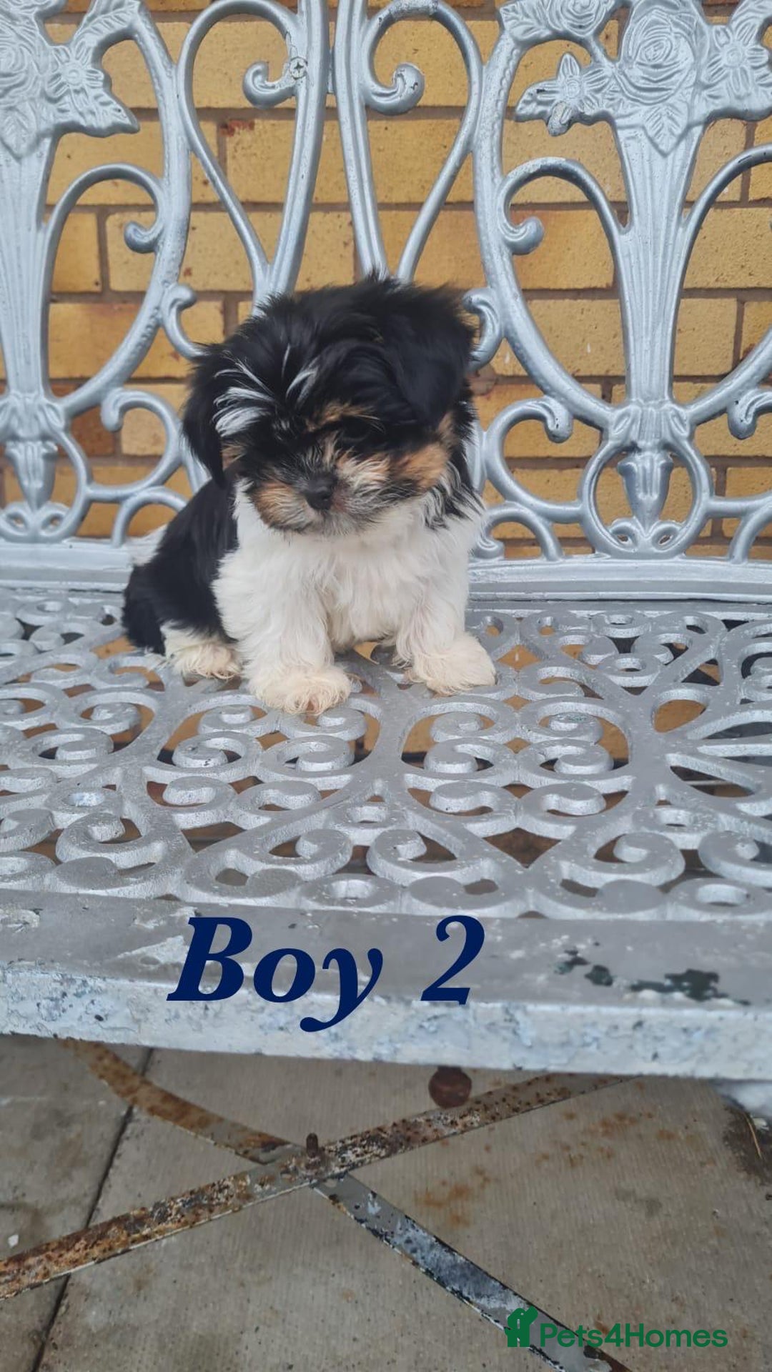 Shorkie dogs for sale: 4 beautiful shorkie pups fully vaccinated  - Image 8
