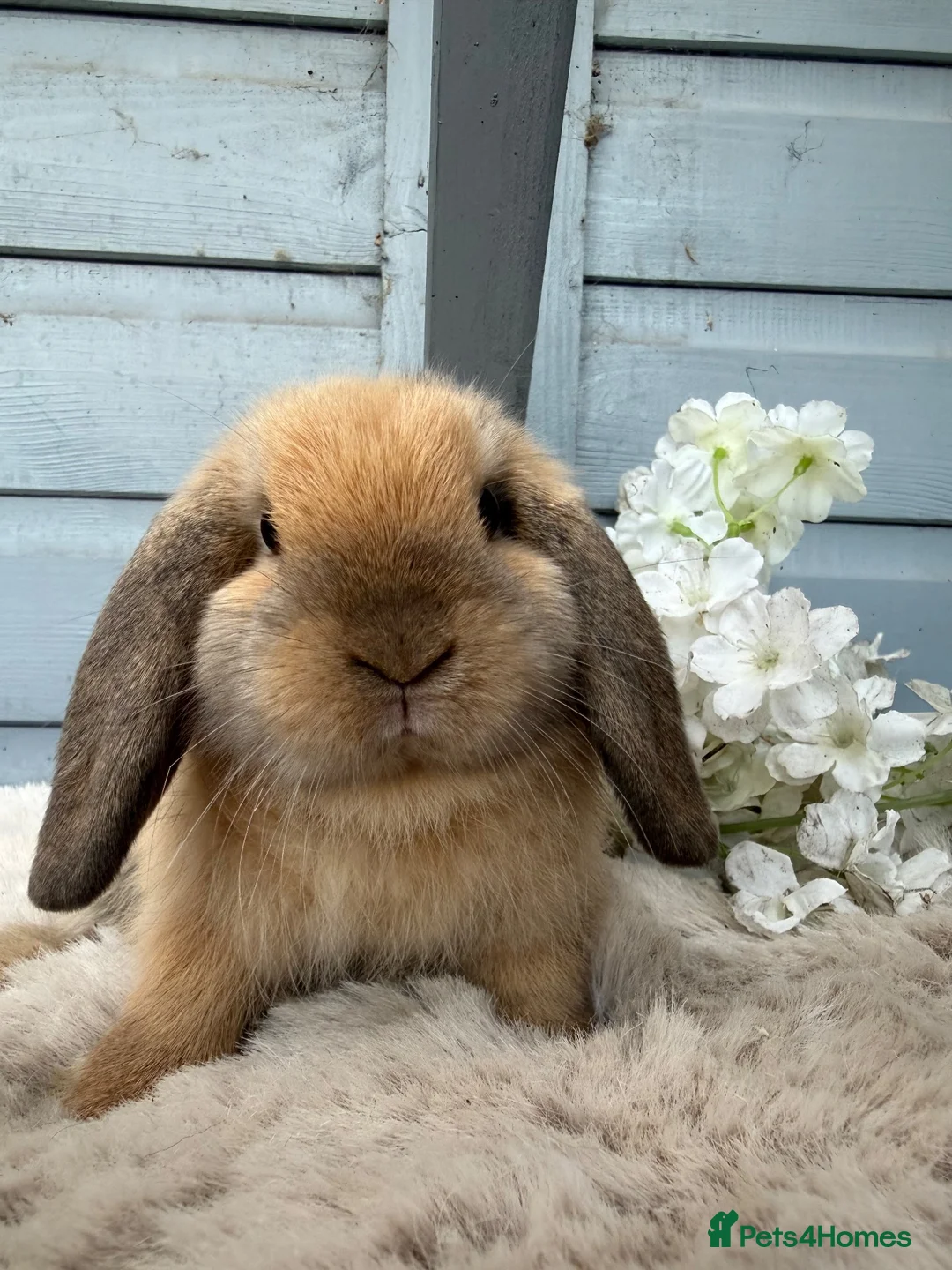 Mini Lop rabbits for sale: Stunning mini lop rabbits. - Advert 5